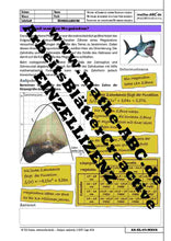 Lade das Bild in den Galerie-Viewer, AA-05-MEGA - Wie groß war der Megalodon?